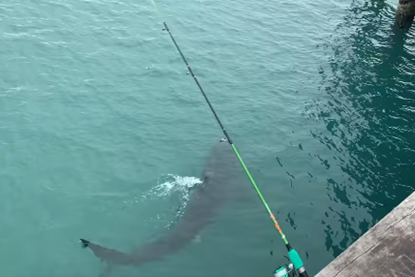 Article image for Great White Shark spotted swimming under Lorne Pier