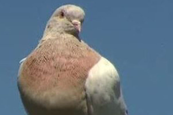 Article image for Fake! Joe the pigeon exposed as local bird