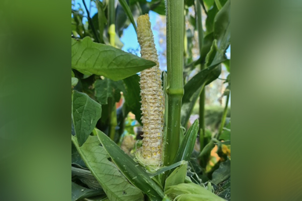 Article image for Corn mystery: What’s been nibbling on this cob?