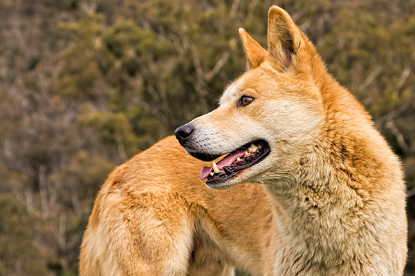 Article image for Plan to reintroduce dingoes in the Grampians