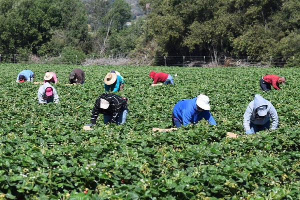 Article image for Seasonal workers to arrive in Victoria after convoluted deal reached