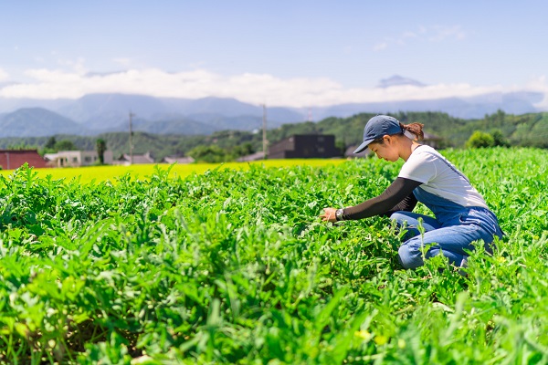 Article image for Millions wasted in dire situation as unpicked crops continue to rot