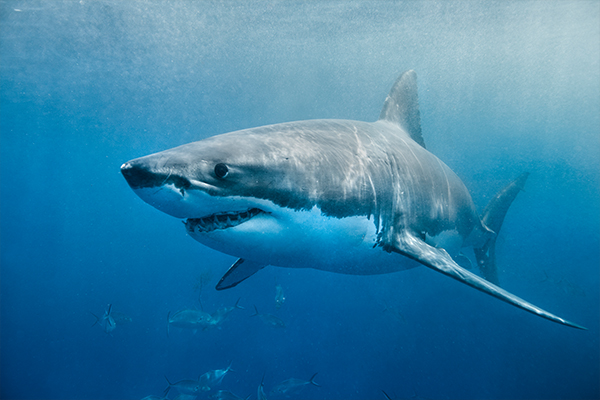 Article image for Australia was the world’s deadly shark attack capital in 2020