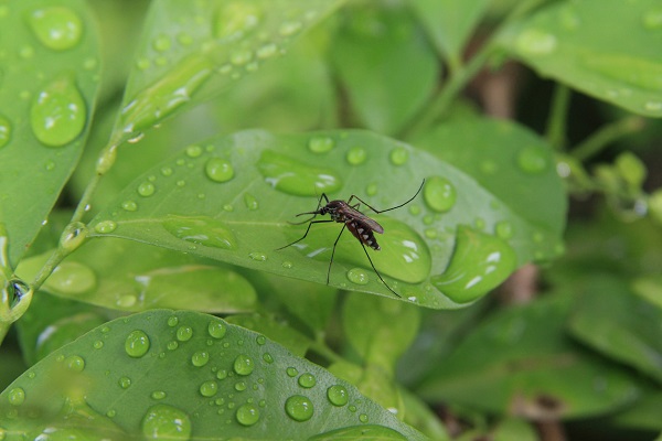 Article image for Ross River virus warning issued for South-West Victoria