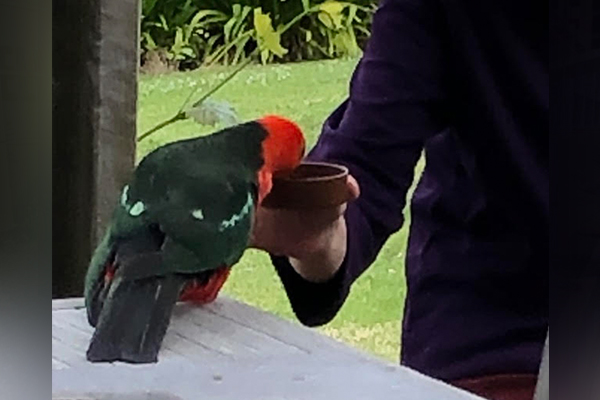 Article image for Neil Mitchell’s close encounter with a king parrot