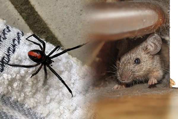 Article image for Pest plague: Melbourne has been inundated by insects, rodents and spiders
