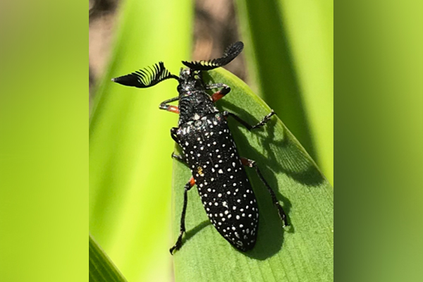 Article image for What is this? Listener calls for help to identify spectacular beetle