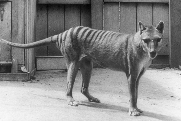 Article image for Man remains ‘absolutely convinced’ he has photos of Tasmanian Tiger family