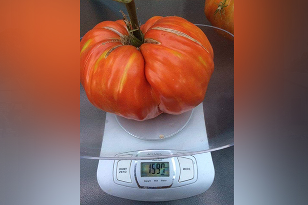 Article image for 3AW Mornings listener’s enormous home-grown tomato
