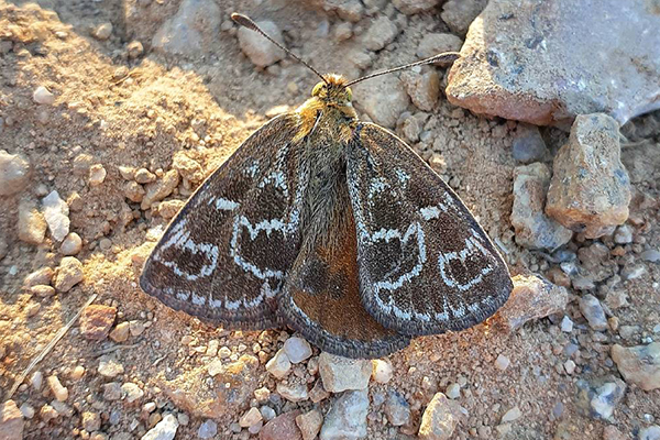 Article image for Wangaratta man finds a critically endangered species while walking his dog