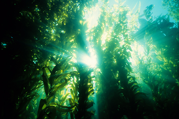 Article image for Why a Victorian diver has started a kelp farm (it’s not for the produce)