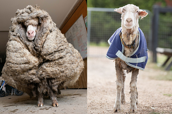 Article image for New fleece on life: 35 kilograms of wool shorn from wild sheep