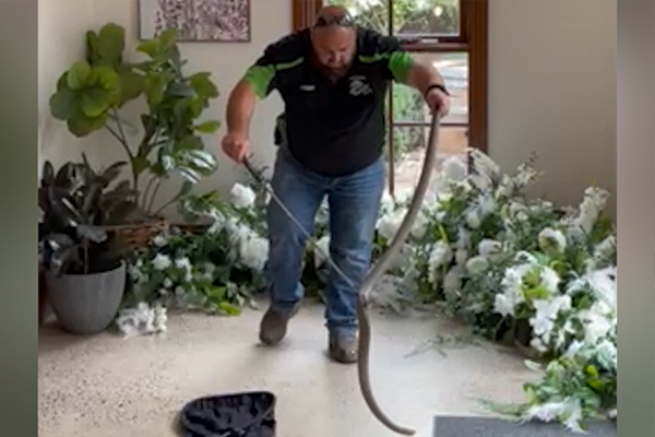 Article image for VIDEO: Massive deadly snake captured at Victorian winery