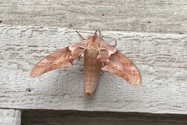 Article image for What is this? Neil Mitchell needs your help identifying this moth