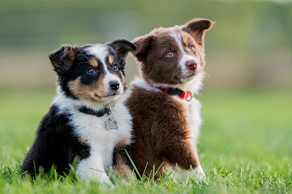 Article image for Concerns over resurgence in illegal puppy trade in Victoria