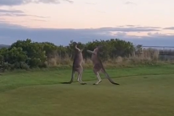 Article image for VIDEO: ‘Enormous’ kangaroos punch on at Mornington Peninsula golf course