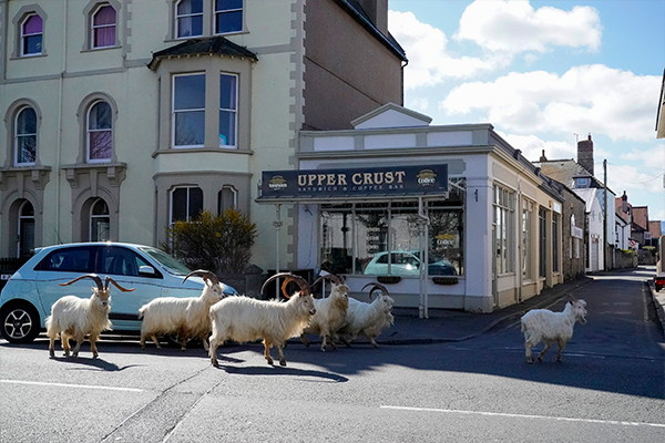 Article image for How COVID-19 led to goats ‘taking over’ a Welsh town