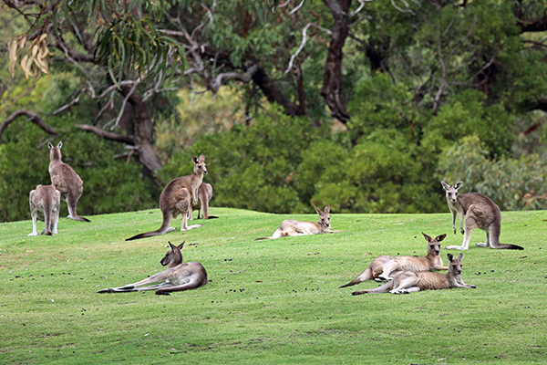 Article image for Why two American congressmen want to ban kangaroo imports to the US