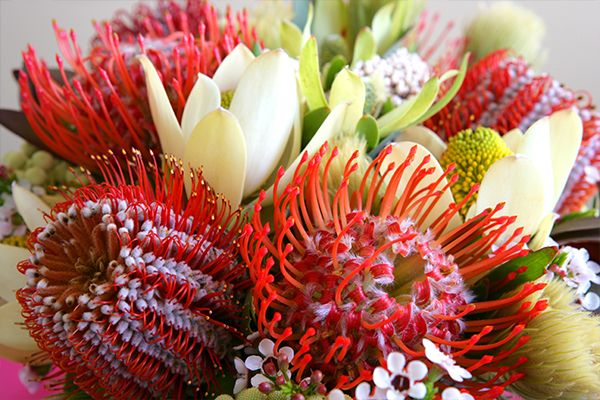Article image for Native Australian flowers are being grown overseas and imported for sale