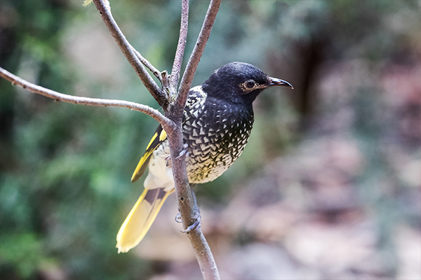 Article image for Why the endangered regent honeyeater is forgetting its song