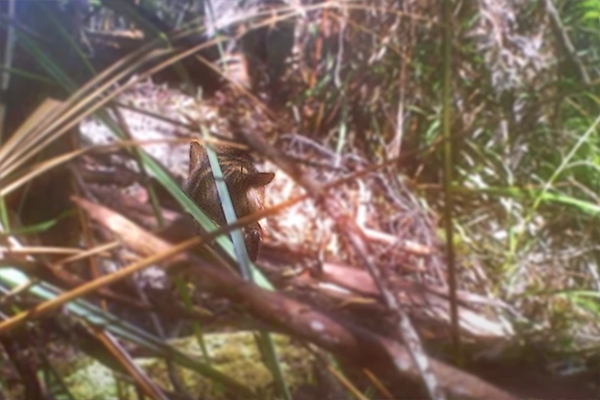 Article image for Man releases footage of animal he’s ‘absolutely confident’ is a Tasmanian tiger