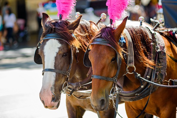 Article image for Greens plan to end Melbourne’s horse war