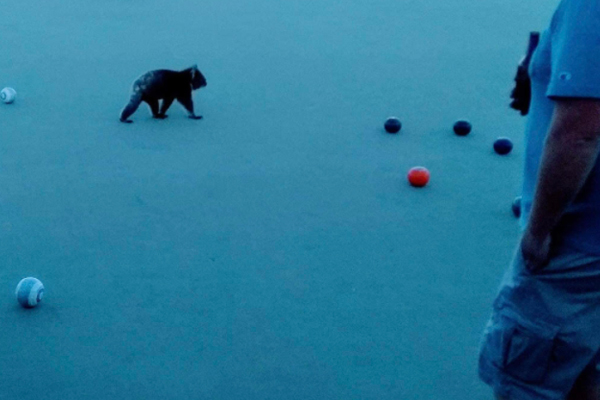 Article image for Barefoot bowls brought to a halt by cuddly pitch invader