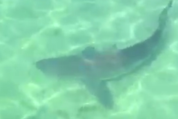 Article image for Shark spotted swimming off popular pier on the Mornington Peninsula!