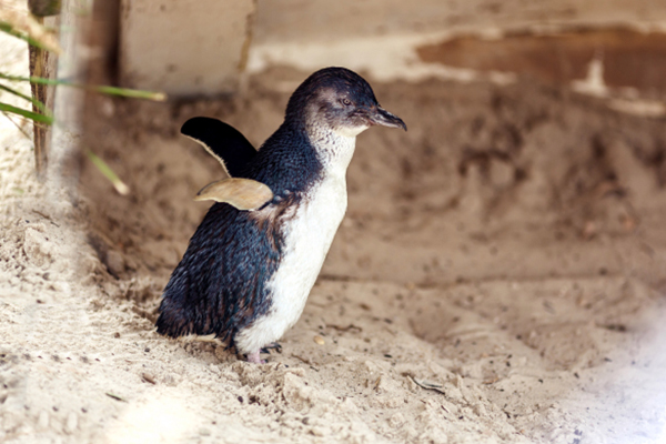 Article image for Victorians urged to look for young penguins washed up after wild weather