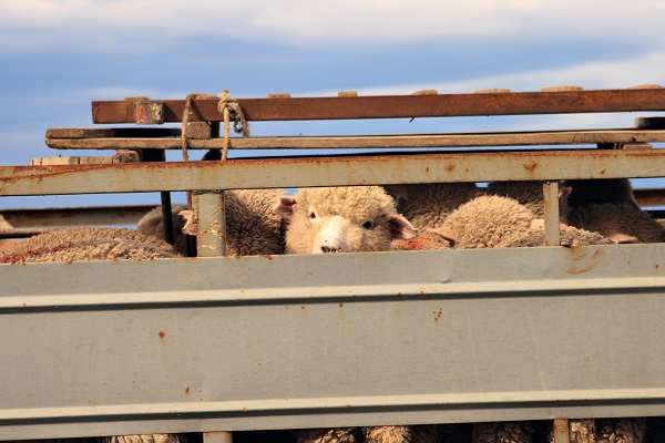 Article image for Why Australia needs to follow suit on the export of live animals