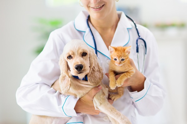 Article image for On Saturday it’s World Vet day: Learn more on why it’s happening
