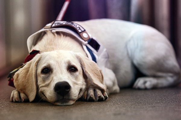 Article image for Why wait times for seeing eye dogs have blown out