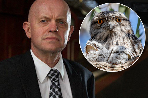 Article image for Sly: Why a St Kilda woman called police over a tawny frogmouth