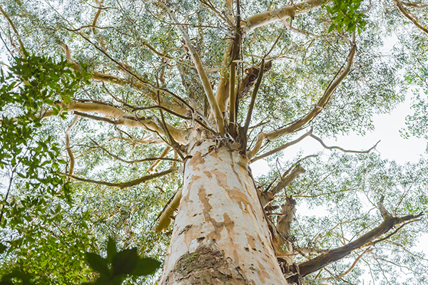 Article image for Nine trees in the running for Victoria’s ‘Tree Of The Year’ award