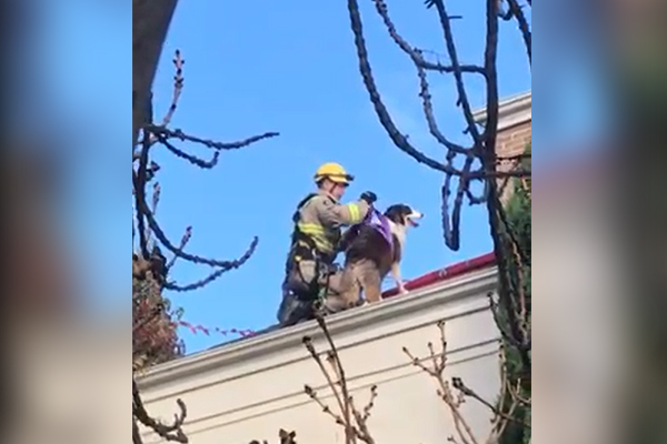 Article image for VIDEO: Firefighters rescue dog after Toorak adventure goes wrong