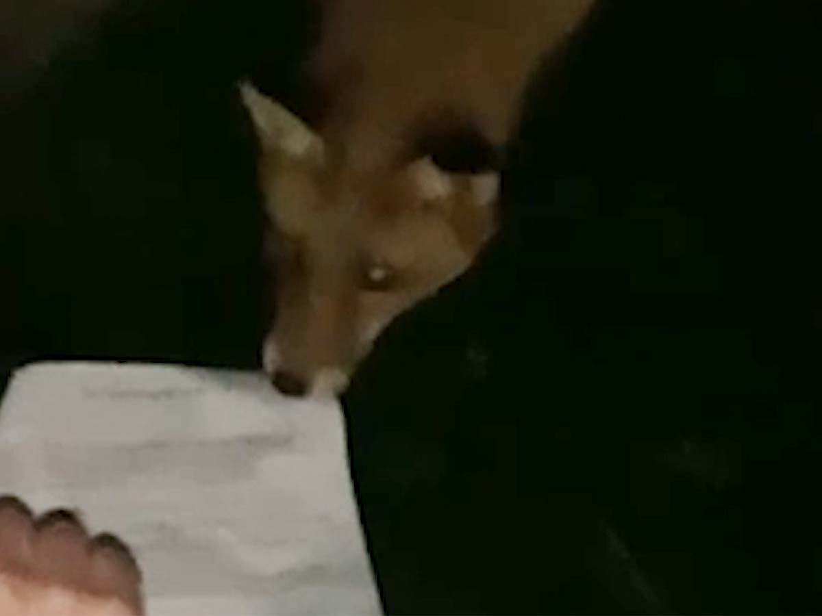 Article image for VIDEO: Bold fox snatches permission slip from student’s hand