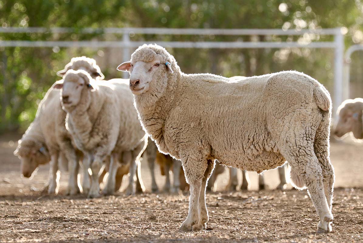 Article image for Sheep snatched: The ‘real challenge’ in the fight to stop livestock rustling