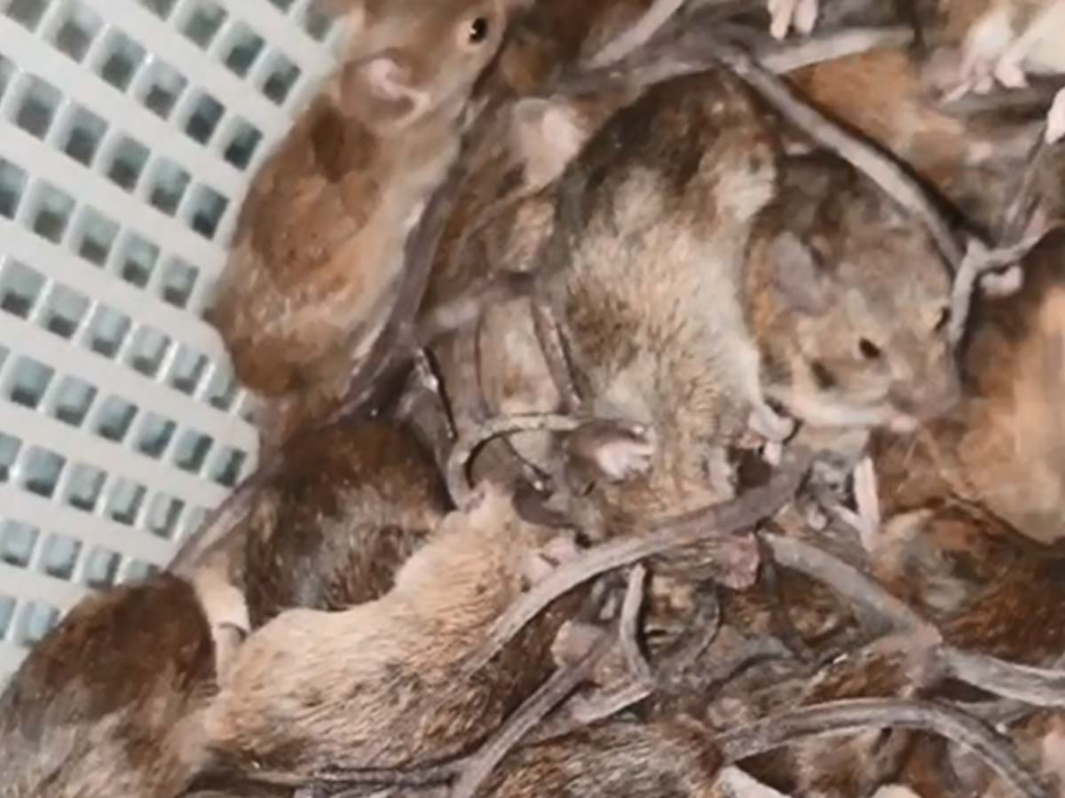 Article image for Activist responds to Deputy PM calling PETA ‘idiots’ over ‘reprehensible’ mouse plague comments