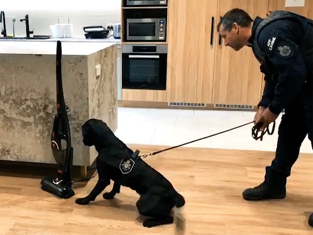 Article image for How tech dogs are sniffing out criminals