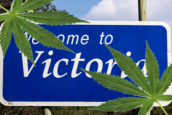 Article image for The case for Victoria to legalise cannabis
