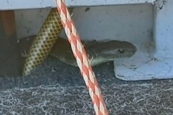 Article image for How a fisherman survived an 11 kilometre boat ride with a tiger snake!