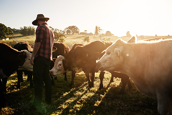 Article image for Push for dogs, cats and farm animals to become ‘sentient’ under Victorian law