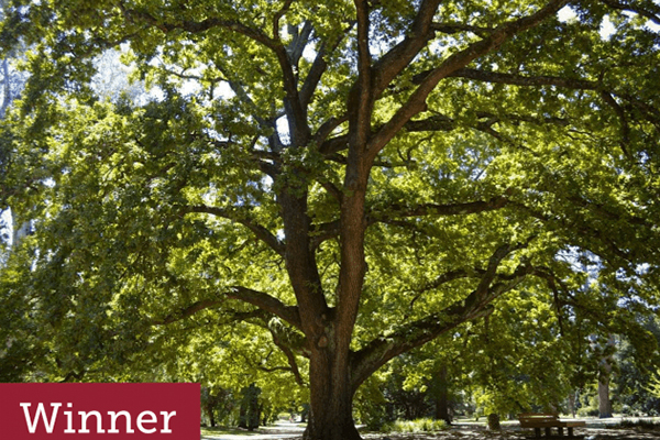 Article image for Tree of the Year: Victoria’s favourite tree has been named