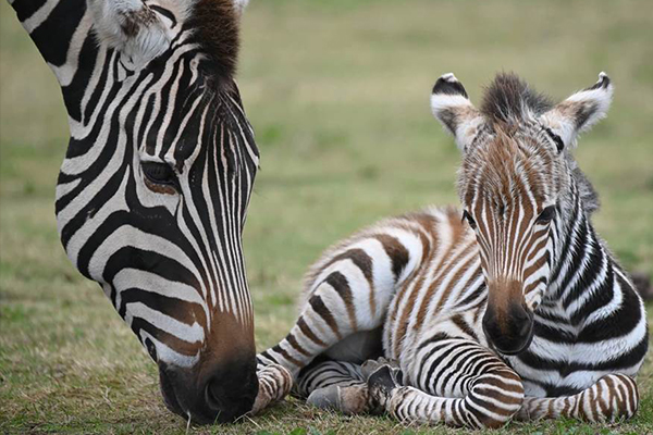 Article image for Adorable new arrival at Werribee Open Range Zoo
