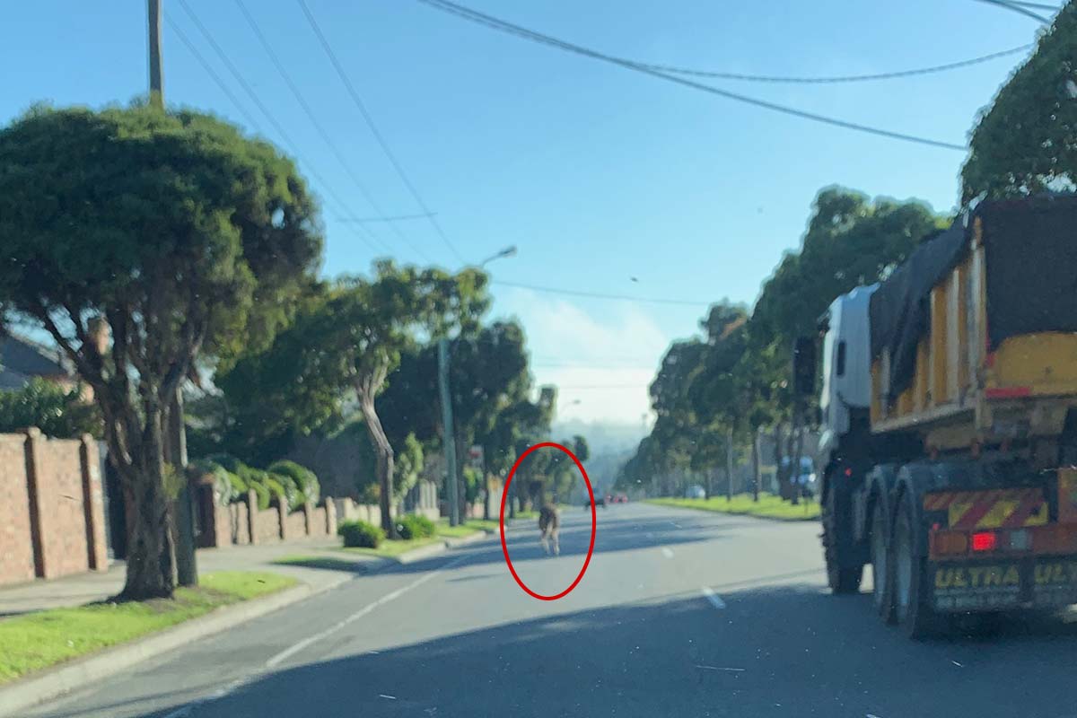 Article image for Kangaroo spotted hopping on busy road in East Kew