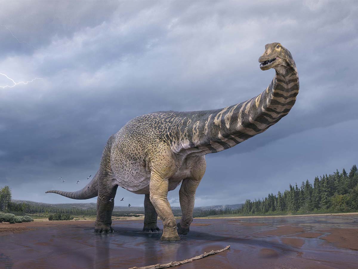 Australotitan cooperensis dinosaur
