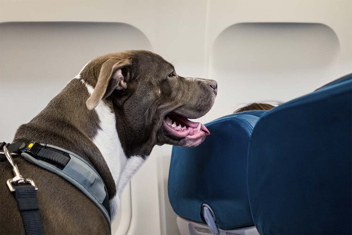 Article image for Dogs and cats could soon be allowed to travel in Australian plane cabins