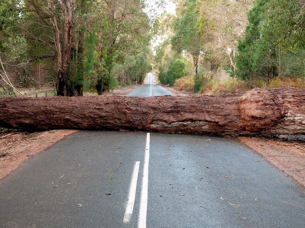 Tree fallen across road