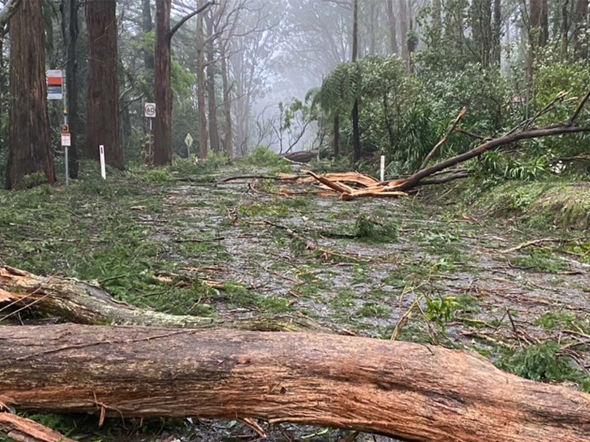 Article image for When the last Dandenong Ranges properties are expected to have power reconnected