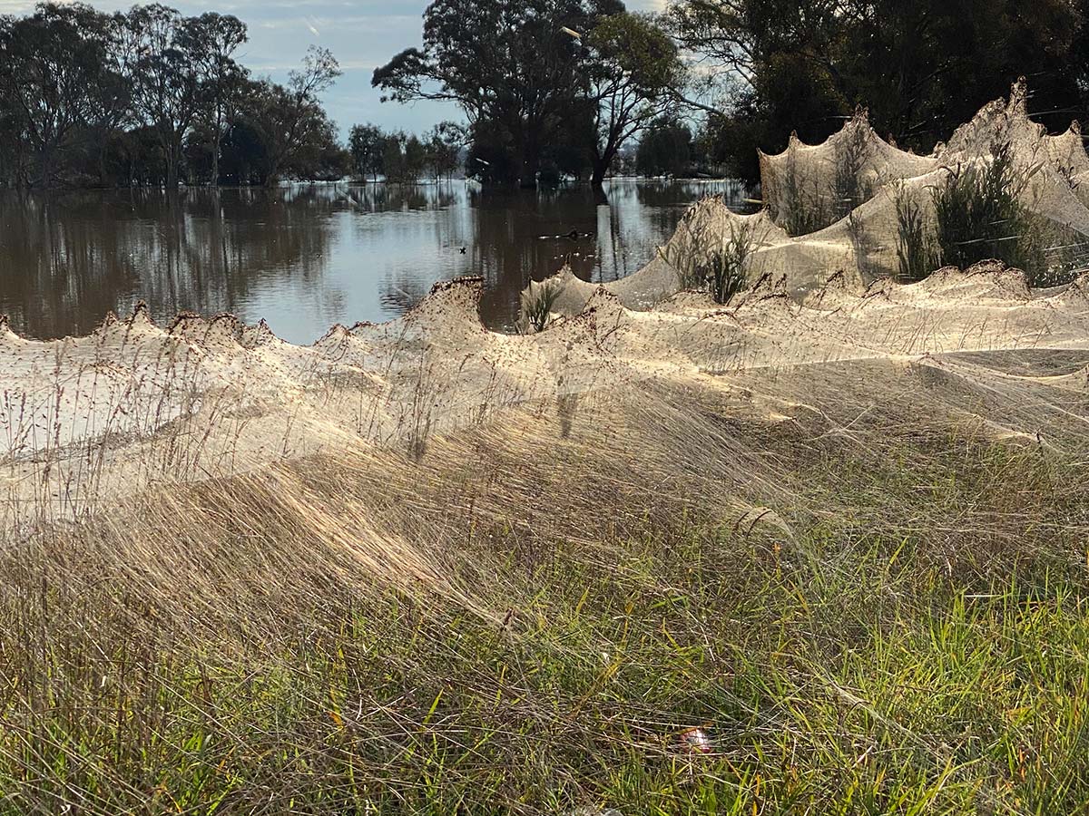 Spider-webs blanket Australian landscape after floods